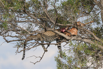a leopard with its prey on a tree in Maasai Mara NP
