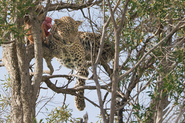 leopard with its prey on a tree in Maasai Mara NP