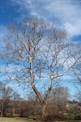 The tree has lost all its leaves but looks nice with the blue sky in the background.