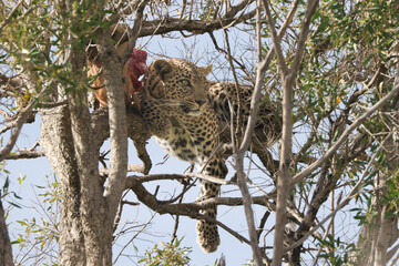 a leopard with its prey on a tree in Maasai Mara NP