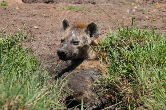 a single hyena relaxes in a mudhole