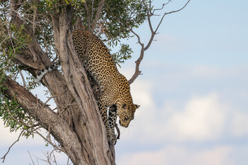 leopard jumps of a a tree in Maasai Mara NP