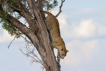 a leopard jumps off a tree in Maasai Mara NP