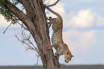 leopard jumps of a a tree in Maasai Mara NP