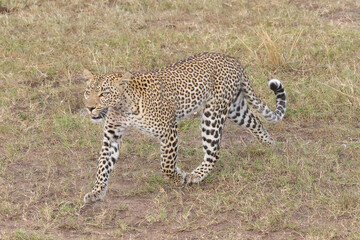 a single leopard walks in the savanna of Maasai Mara NP