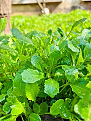 lettuce growing in the garden
