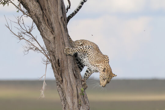 leopard jumps of a a tree in Maasai Mara NP