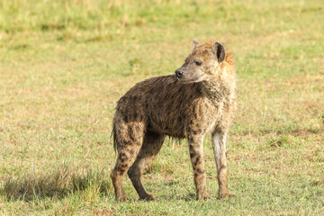 hyena on the hunt in Maasai Mara NP