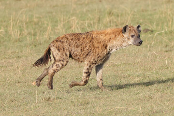 hyena on the hunt in Maasai Mara NP