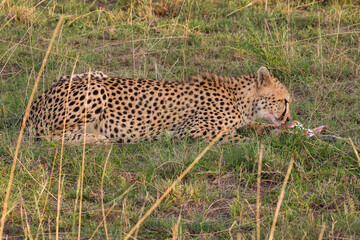 cheetah eats its prey in Maasai Mara NP