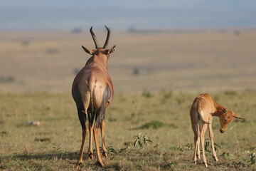 a topi antelope with its calf in the savannah of Maasai Mara NP
