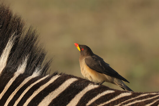 oxpecker bird on the back of a zebra