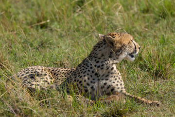 Naklejka na ściany i meble cheetah with a living young thompson gazelle in Maasai Mara NP