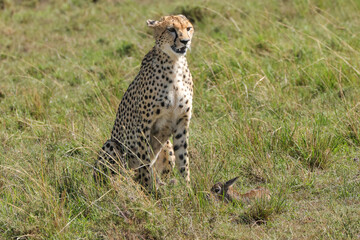 cheetah with a living young thompson gazelle in Maasai Mara NP