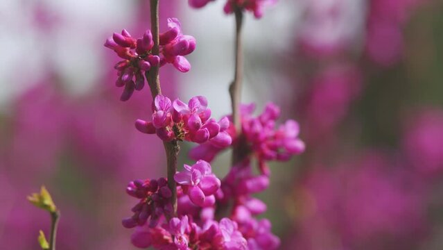 Judas Tree. Flowering Plant Family Fabaceae Which Is Noted For Its Prolific Display Of Deep Pink Flowers. Close up.