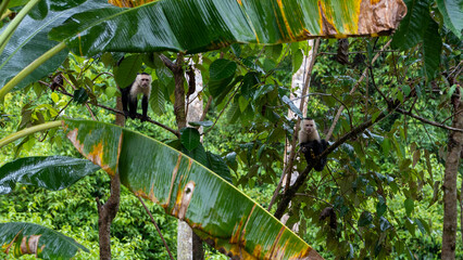 monkey in a banana tree  - 731856552