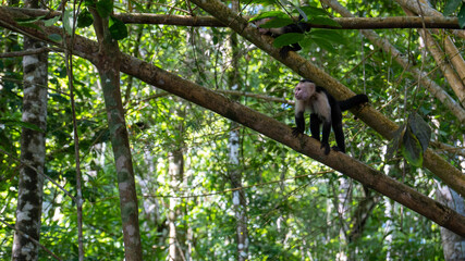 capuchin monkey on a tree - 731856700