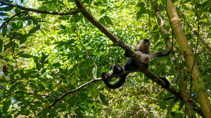 white-faced capuchins on a tree branch - 731856791
