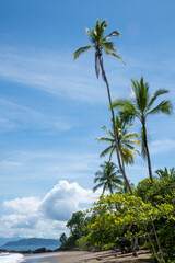 palm trees on the beach - 731856970