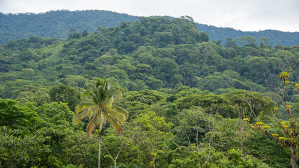 rainforest in the mountains of costa rica - 731857153