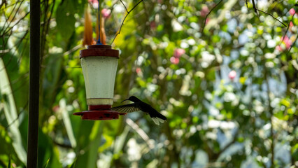 colibri in the garden