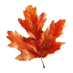 Red Oak Leaf in Autumn Isolated on Transparent or White Background, PNG