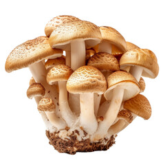 Freshly Picked Mushroom Isolated on Transparent or White Background, PNG