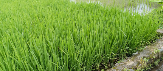 Rice plants are paddy fields