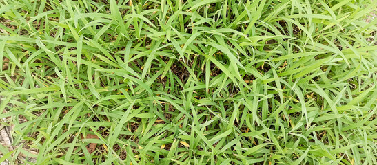 Green grass plants