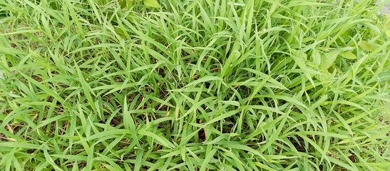 Green grass plants