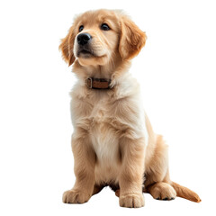 Fototapeta premium Golden Retriever Puppy Isolated on Transparent or White Background, PNG