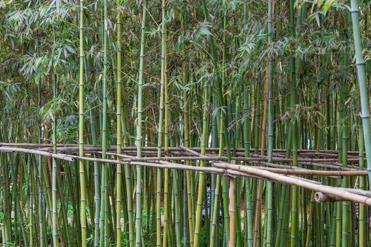 Image of a densely overgrown, glowing green bamboo forest