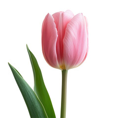 Fototapeta premium Pink Tulip Flower in Bloom Isolated on Transparent or White Background, PNG