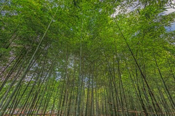 Image of a densely overgrown, glowing green bamboo forest