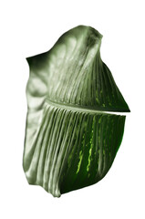 Dieffenbachia plant leaf fragments. Composed abstract artistic futuristic image. Image manipulation. Minimalism, art of nature, close up, sustainability. PNG