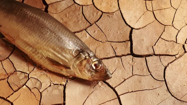  impact of droughts on fish. fish died on cracked soil time lapse. climate change, drought, river dried up, famine, water scarcity. natural destruction and extinction. fish out of water