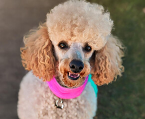 Poodle