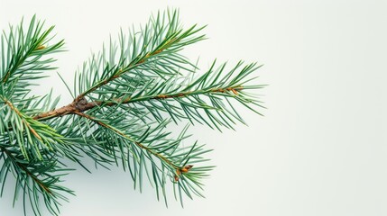 branch of a pine for Christmas tree decoration, copy space ready