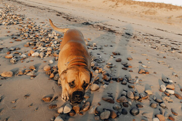 dog on the beach