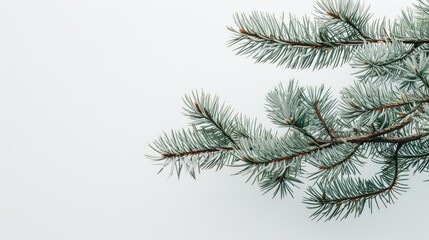 branch of a pine for Christmas tree decoration, copy space ready