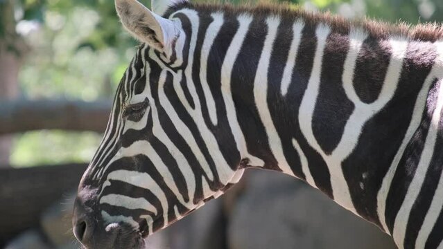 A close up of a zebra 's head behind a fence
