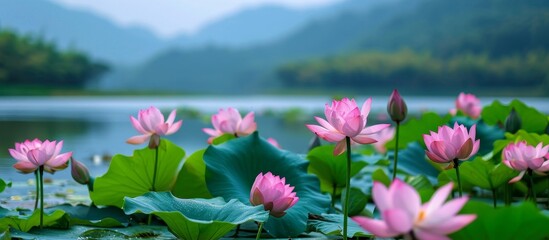 A stunning natural landscape unfolds as vibrant pink lotus flowers gracefully bloom in the tranquil waters of a pond.