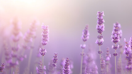 Tranquil lavender fields, minimalist