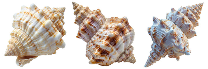 Obraz premium Seashells Set Isolated on Transparent or White Background, PNG