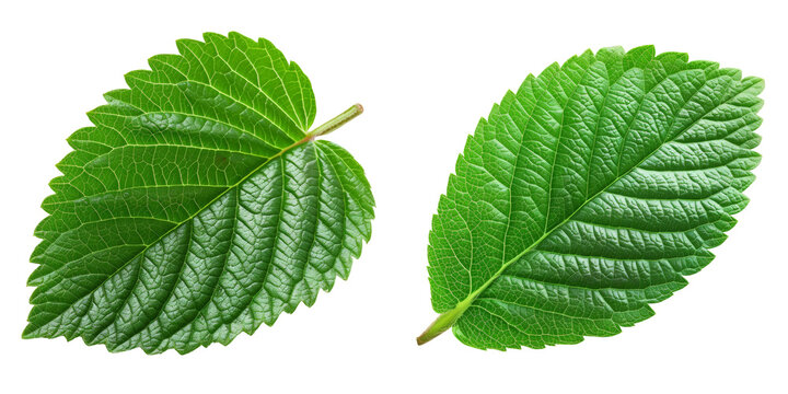 Strawberry Leaf Set Isolated on Transparent or White Background, PNG