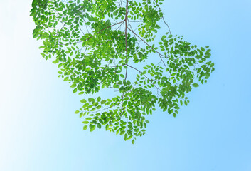 Global Greenery: Vibrant illustration showcasing a tree adorned with lush green leaves, symbolizing...