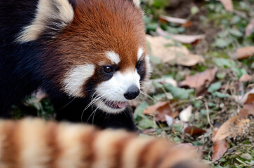 レッサーパンダ