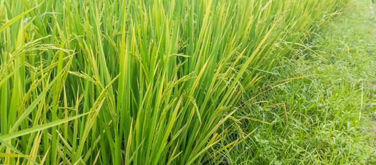 Rice plants in rice fields