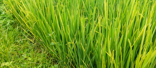Rice plants in rice fields