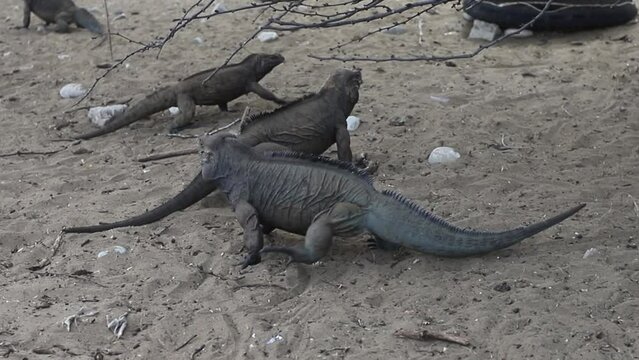 Rhinoceros Iguanas, endemic to the Dominican Republic, in their natural habitat in a semi-desert environment